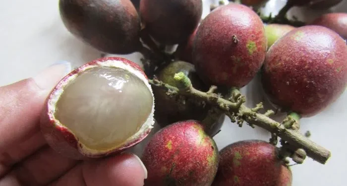 Suka Makan Buah Matoa? Ini 5 Manfaatnya untuk Kesehatan Tubuh!