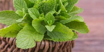 Klaim Disini 5 Manfaat Daun Mint untuk Kecantikan Kulit, Ampuh Atasi Jerawat