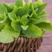 Klaim Disini 5 Manfaat Daun Mint untuk Kecantikan Kulit, Ampuh Atasi Jerawat