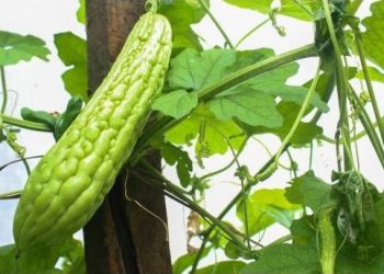 Inilah 5 Efek Samping Konsumsi Pare Berlebihan, Bikin Diare hingga Keracunan