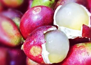Bukan Hanya Lezat, Inilah Khasiat Buah Matoa untuk Kecantikan Kulit