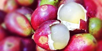 Bukan Hanya Lezat, Inilah Khasiat Buah Matoa untuk Kecantikan Kulit