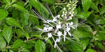 Mengetahui Ragam Fakta Unik Tanaman Kumis Kucing, Ada Banyak Varietas