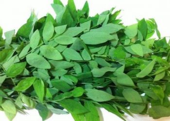 Bisa Sembuhkan Luka dengan Cepat, Inilah 5 Manfaat Sayur Katuk untuk Kesehatan