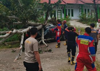 Pohon Tua di Jalan Sungai Rupat Tumbang, Mobil Avanza yang Sedang Parkir Ringsek