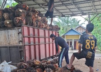 Harga Sawit Turun di Seluma, Karet Tak Kunjung Naik Jelang Ramadan