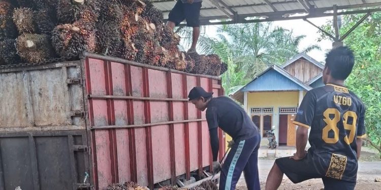 Harga Sawit Turun di Seluma, Karet Tak Kunjung Naik Jelang Ramadan
