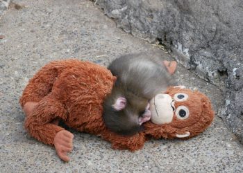 Terungkap! Faktor Kelahiran Sulit Jadi Penyebab Bayi Monyet Punch Tak Diurus Induknya