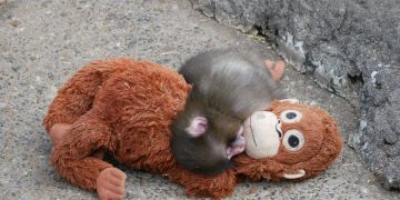 Terungkap! Faktor Kelahiran Sulit Jadi Penyebab Bayi Monyet Punch Tak Diurus Induknya