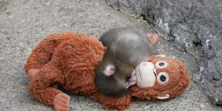 Terungkap! Faktor Kelahiran Sulit Jadi Penyebab Bayi Monyet Punch Tak Diurus Induknya