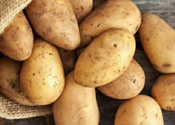 Ini Manfaat Kentang untuk Kesehatan Tubuh, Sumber Energi yang Kaya Nutrisi