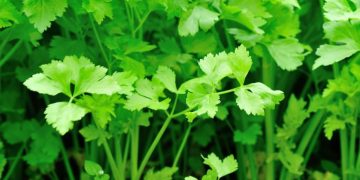 Cek 6 Fakta Menarik Seledri yang Jarang Diketahui, Tidak Hanya Baik untuk Tubuh