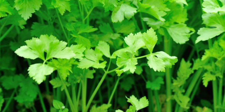 Cek 6 Fakta Menarik Seledri yang Jarang Diketahui, Tidak Hanya Baik untuk Tubuh