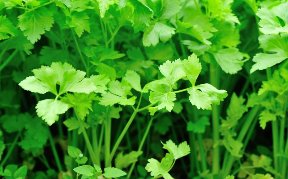 Cek 6 Fakta Menarik Seledri yang Jarang Diketahui, Tidak Hanya Baik untuk Tubuh