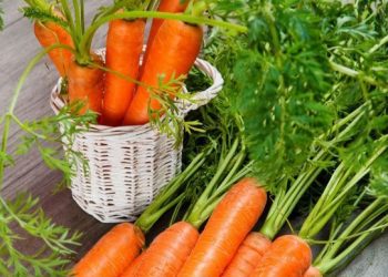 Cek 6 Manfaat Wortel Ini, Baik untuk Kesehatan Tubuh, Kamu Perlu Tahu