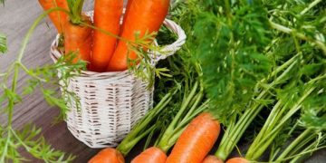 Cek 6 Manfaat Wortel Ini, Baik untuk Kesehatan Tubuh, Kamu Perlu Tahu