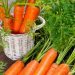 Cek 6 Manfaat Wortel Ini, Baik untuk Kesehatan Tubuh, Kamu Perlu Tahu