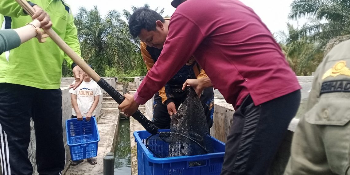 Panen Perdana, Pemkot Bengkulu Angkut 4.000 Lele dari UPTD Balai Benih Ikan
