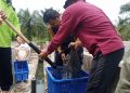 Panen Perdana, Pemkot Bengkulu Angkut 4.000 Lele dari UPTD Balai Benih Ikan
