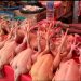 Jelang Ramadan Harga Bapok Naik, Ayam Tembus Rp45 Ribu per Kg