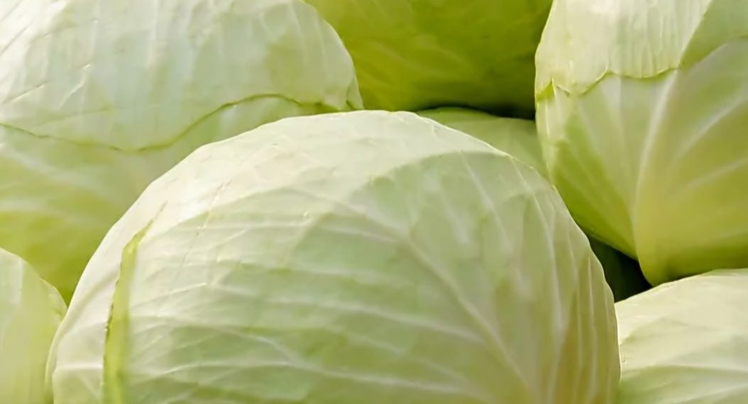 Sering Makan Kubis? Berlebihan Bisa Sebabkan Efek Samping Ini