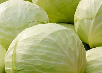 Sering Makan Kubis? Berlebihan Bisa Sebabkan Efek Samping Ini