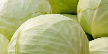 Sering Makan Kubis? Berlebihan Bisa Sebabkan Efek Samping Ini