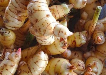 6 Manfaat Lengkuas untuk Kecantikan, Jarang Diketahui! Ampuh Mencerahkan Kulit Secara Alami