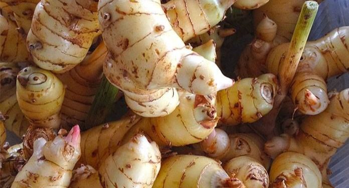 6 Manfaat Lengkuas untuk Kecantikan, Jarang Diketahui! Ampuh Mencerahkan Kulit Secara Alami