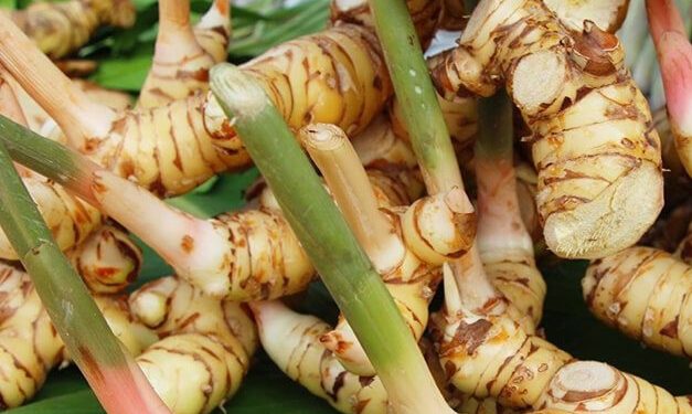 Penting! Ini Efek Samping Konsumsi Lengkuas Berlebihan bagi Kesehatan, Bisa Sebabkan Iritasi Lambung