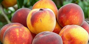 6 Makanan Olahan Buah Peach yang Dapat Dikonsumsi Sehari-hari, Praktis dan Tetap Menyehatkan