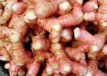 Alami dan Menyegarkan, Ini 6 Minuman Olahan Lengkuas yang Baik untuk Kesehatan