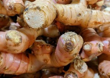 Perlu Tahu! 6 Manfaat Lengkuas untuk Kesehatan Tubuh, Rempah Alami dengan Khasiat Luar Biasa