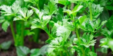 Waspada! Ini 6 Efek Samping Konsumsi Seledri Berlebihan bagi Tubuh, kamu Perlu Tahu