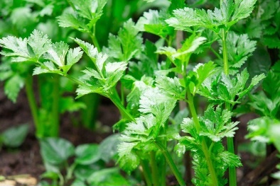 Waspada! Ini 6 Efek Samping Konsumsi Seledri Berlebihan bagi Tubuh, kamu Perlu Tahu