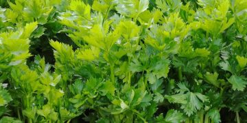 Bukan Sekadar Pelengkap Makanan! Ini 7 Manfaat Konsumsi Seledri untuk Kesehatan