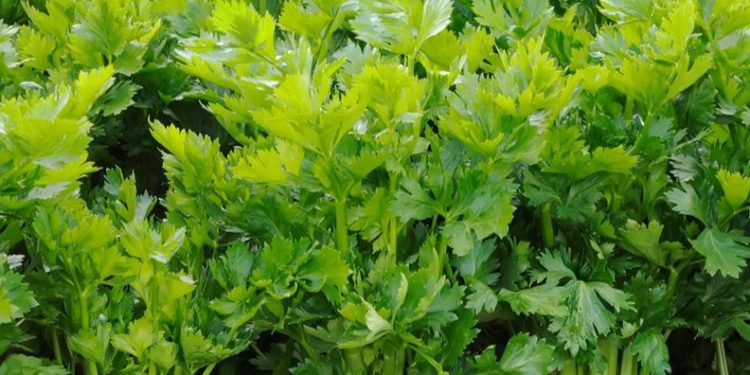 Bukan Sekadar Pelengkap Makanan! Ini 7 Manfaat Konsumsi Seledri untuk Kesehatan