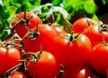 Ini Manfaat Tomat untuk Kecantikan Kulit, Bikin Kulit Cerah Sehat Alami