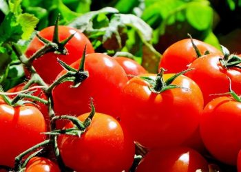 Ini Manfaat Tomat untuk Kecantikan Kulit, Bikin Kulit Cerah Sehat Alami