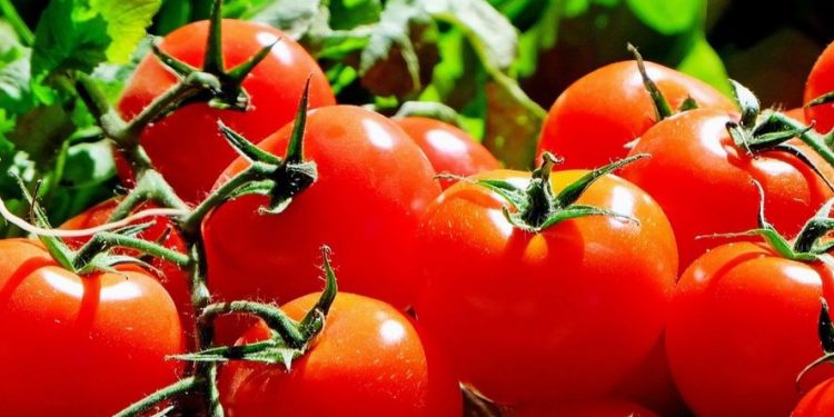 Ini Manfaat Tomat untuk Kecantikan Kulit, Bikin Kulit Cerah Sehat Alami