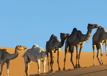 Hewan yang Dijamin Mendapat Kenikmatan Surga Menurut Islam, Kisah Penuh Hikmah dan Keimanan