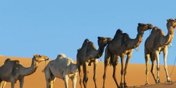 Hewan yang Dijamin Mendapat Kenikmatan Surga Menurut Islam, Kisah Penuh Hikmah dan Keimanan