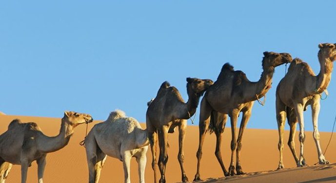 Hewan yang Dijamin Mendapat Kenikmatan Surga Menurut Islam, Kisah Penuh Hikmah dan Keimanan