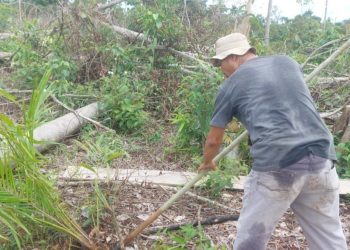 2.988 Hektare Hutan Lindung Beralih ke Lahan Sawit, Kerusakan Lingkungan Jadi Ancaman di Bengkulu Selatan