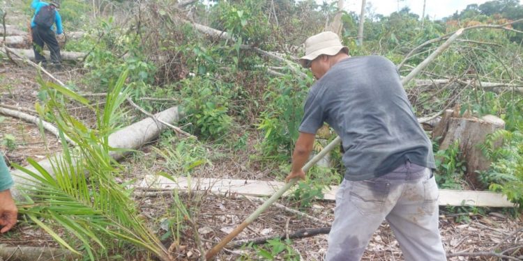 2.988 Hektare Hutan Lindung Beralih ke Lahan Sawit, Kerusakan Lingkungan Jadi Ancaman di Bengkulu Selatan