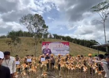 Dukung Program Presiden Prabowo, Kapolda Bengkulu Panen Raya Jagung 5 Hektar di Kepahiang