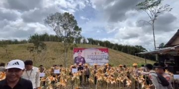 Dukung Program Presiden Prabowo, Kapolda Bengkulu Panen Raya Jagung 5 Hektar di Kepahiang