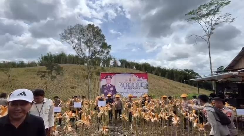 Dukung Program Presiden Prabowo, Kapolda Bengkulu Panen Raya Jagung 5 Hektar di Kepahiang
