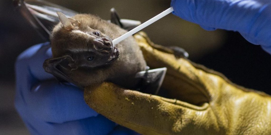 Mengenal Virus Nipah: Gejala, Pola Penyebaran, dan Upaya Pencegahan