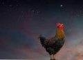 Sering Dengar Ayam Berkokok di Malam Hari? Ternyata Ini Maknanya Menurut Islam